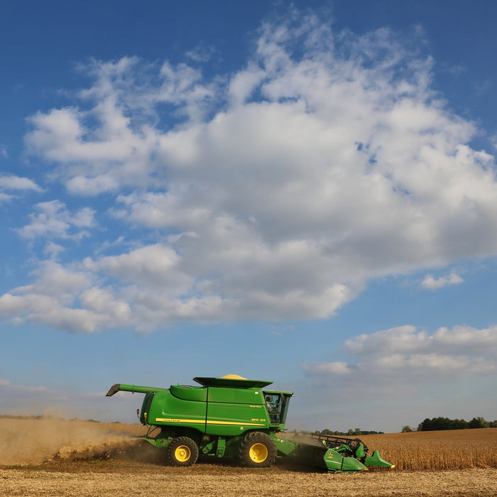 Combine harvesting grain